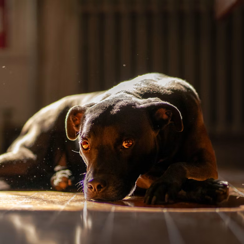 older dog resting in warm natural light